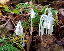 Indian Pipes; Ghost Flower (Monotropa uniflora)