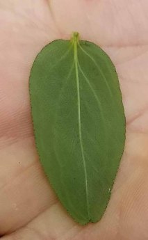 Shrubby St. John's-wort (Hypericum prolificum) Leaf