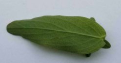 Spotted St. John's-wort (Hypericum punctatum) Leaf