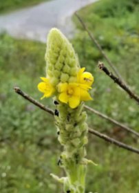 Woolly Mullein; Flannel Plant (Verbascum thapsus*)
