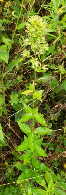 Mystery Plant - Possibly Wild Sweet William (Phlox maculata)