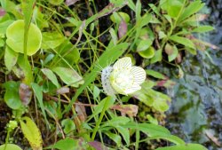 Grass-of-Parnassus (Parnassia asarifolia) & Spotted Apatelodes Caterpillar (Apatelodes torrefacta)