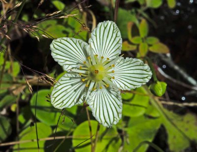 An Aging Grass-of-Parnassus (Parnassia asarifolia) With No Intruders