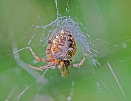 Arabesque Orbweaver (Neoscona arabesque) Spider