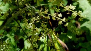 Appalachian Bunchflower (Veratrum parviflorum) Blooms