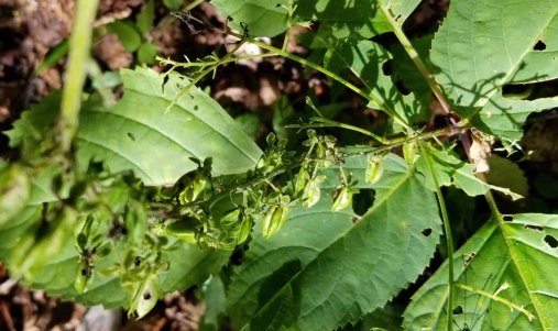 Appalachian Bunchflower (Veratrum parviflorum) Seeds