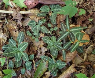 Mix of Downy Rattlesnake Plantain (Goodyera pubescens) & Spotted Wintergreen (Chimaphila maculata)