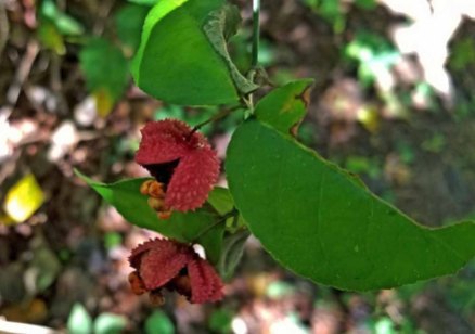 Hearts-a-bustin' (Euonymus americanus) Fruit