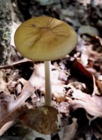 Lumpy Mushroom