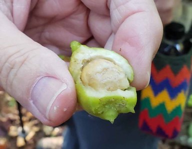 Buffalo Nut (Pyrularia pubera) Nut