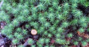 a Haircap Moss (Polytrichum sp.)