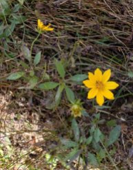 Star Tickseed (Coreopsis pubescens)
