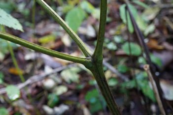Mountain Bugbane; Late Black Cohosh (Actaea podocarpa) Identifying Groove