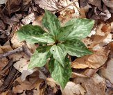 Nine Leaf Trillium