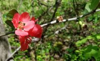 a Flowering Quince (Chaenomeles sp.*)