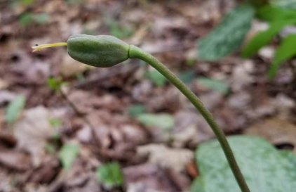 Dimpled Trout Lily (Erythronium umbilicatum) Seed Pod