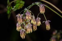 Early Meadow Rue-Male (Thalictrum dioicum) Male Blooms