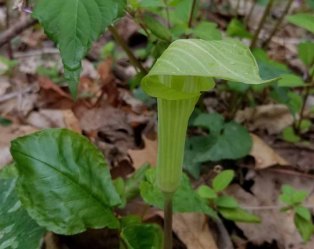 Green Jack-in-the-Pulpit (Arisaema triphyllum)