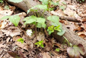 Sharp-lobed Hepatica (Anemone acutiloba)