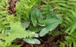 Little Brown Jugs (Hexastylis arifolia) Leaves