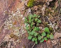 Carey's Saxifrage (Micranthes careyana)
