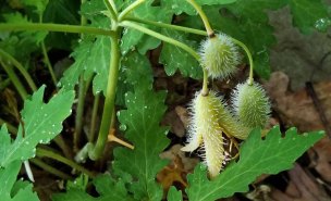 Celandine Poppy (Stylophorum diphyllum) Seed Pods