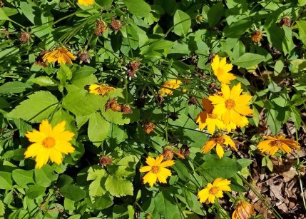 Eared Coreopsis (Coreopsis auriculata)
