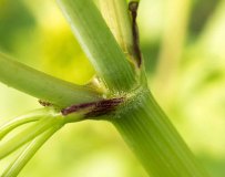 Hairy-jointed Meadow Parsnip (Thaspium barbinode)