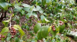 Maleberry (Lyonia ligustrina)