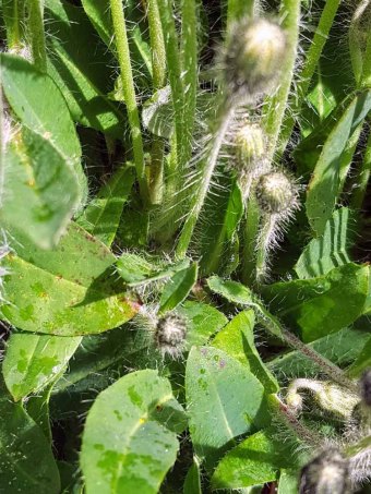 Mouse-ear Hawkweed (Hieracium pilosella*)