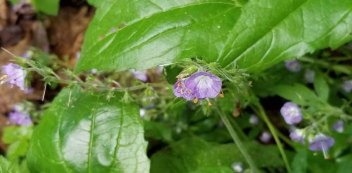 Purple Phacelia (Phacelia bipinnatifida)