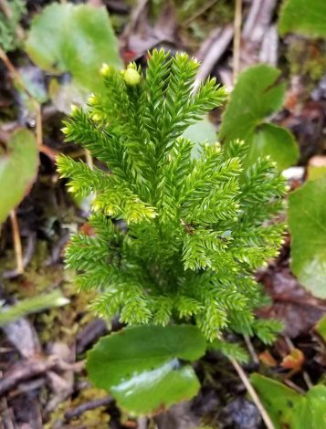 Unusual Ground Pine (Lycopodium obscurum)