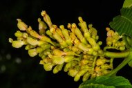 Yellow Buckeye (Aesculus flava)