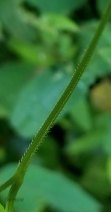 Arrow-leaved Tearthumb (Persicaria sagittata) Stem