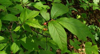 Buckberry (Gaylussacia ursina)
