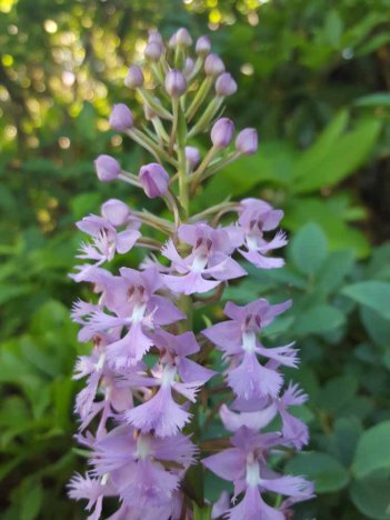 Large Purple Fringed Orchid (Platanthera grandiflora)