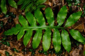 Netted Chain Fern (Woodwardia areolata)