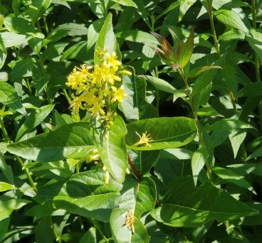 Smooth Southern Bush Honeysuckle (Diervilla sessilifolia)