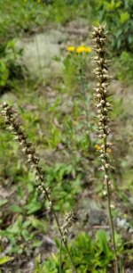 Coralroot (Corallorrhiza sp.) in Seed
