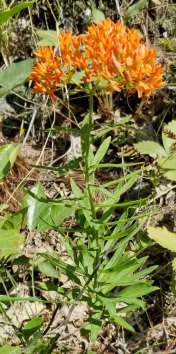 Butterfly Weed (Asclepias tuberosa) Plant