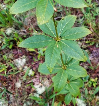 Whorled Loosestrife (Lysimachia quadrifolia) in Seed