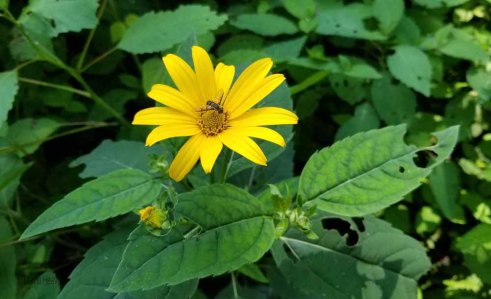 False Sunflower (Heliopsis helianthoides)