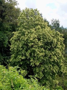 Sourwood (Oxydendrum arboreum)