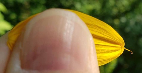 False Sunflower (Heliopsis helianthoides) Fertile Ray with 2-Pronged Style