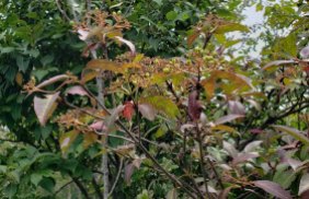 Wild Raisin (Viburnum nudum var. cassinoides) Fruit
