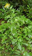 Green-headed Coneflower (Rudbeckia laciniata) Plant