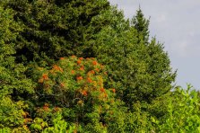 American Mountain Ash (Sorbus americana)