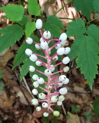 Doll's Eyes (Actaea pachypoda) in Fruit