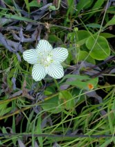 Grass-of-Parnassus (Parnassia asarifolia)