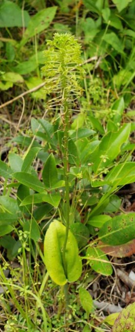 Green Adder's Mouth (Malaxis unifolia) Plant